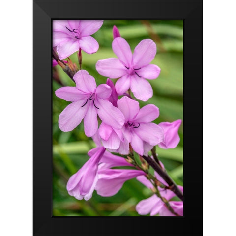 Pink Gladiolus Black Modern Wood Framed Art Print by Engelbrecht, Jim