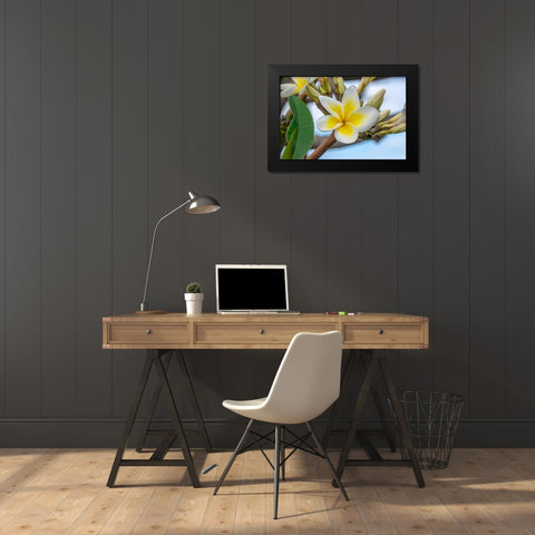 Plumeria Black Modern Wood Framed Art Print by Engelbrecht, Jim
