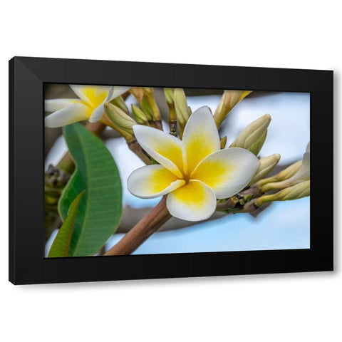 Plumeria Black Modern Wood Framed Art Print with Double Matting by Engelbrecht, Jim