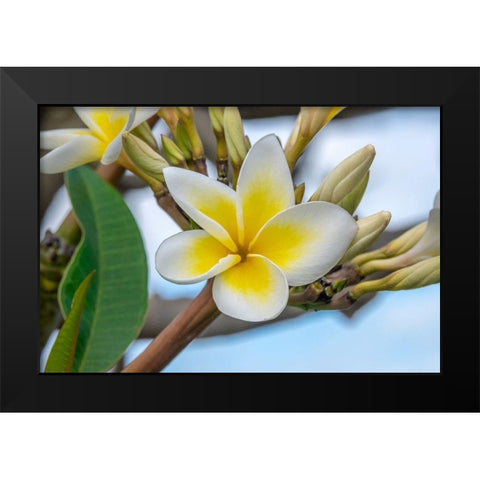 Plumeria Black Modern Wood Framed Art Print by Engelbrecht, Jim
