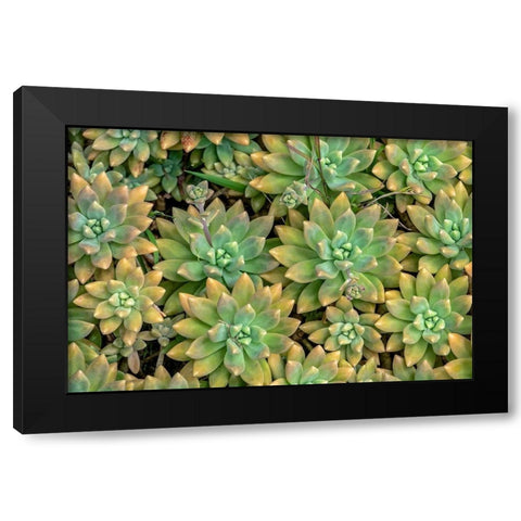 Powdery liveforever-succulent Black Modern Wood Framed Art Print with Double Matting by Engelbrecht, Jim