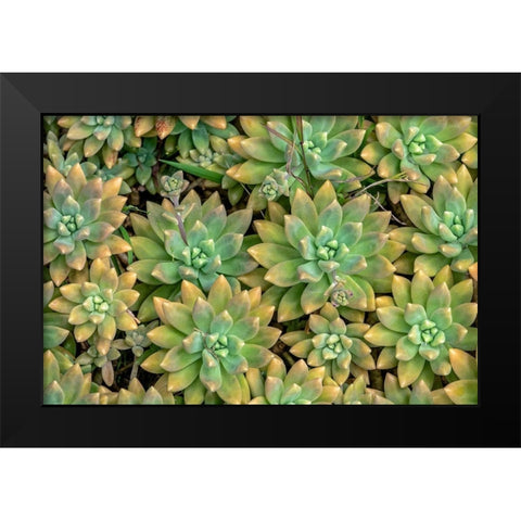 Powdery liveforever-succulent Black Modern Wood Framed Art Print by Engelbrecht, Jim