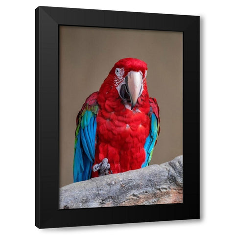 Scarlet Macaw Black Modern Wood Framed Art Print by Engelbrecht, Jim
