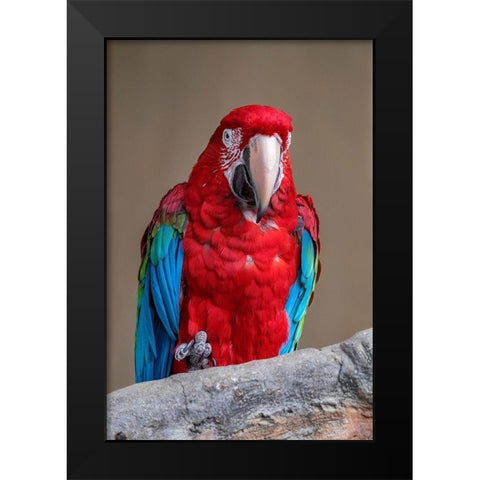 Scarlet Macaw Black Modern Wood Framed Art Print by Engelbrecht, Jim