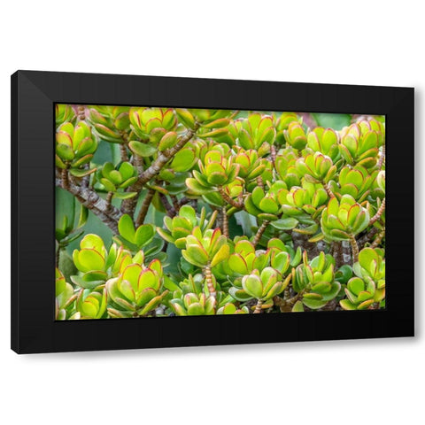 Stonecrop Black Modern Wood Framed Art Print with Double Matting by Engelbrecht, Jim