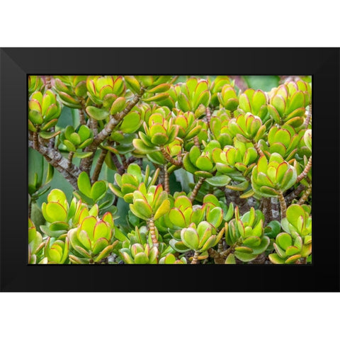 Stonecrop Black Modern Wood Framed Art Print by Engelbrecht, Jim