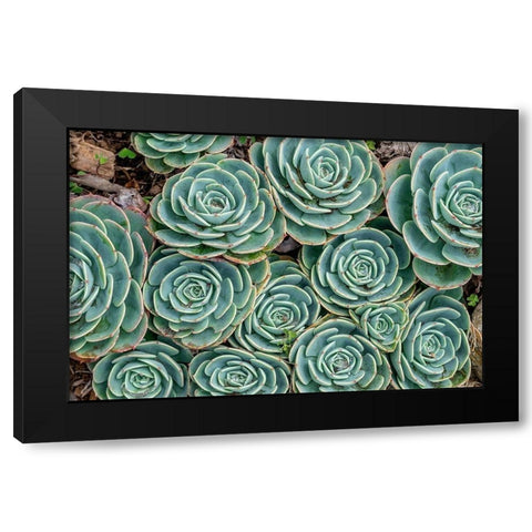 Stonecrop plant-Echeveria Black Modern Wood Framed Art Print with Double Matting by Engelbrecht, Jim