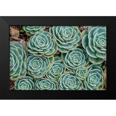 Stonecrop plant-Echeveria Black Modern Wood Framed Art Print by Engelbrecht, Jim