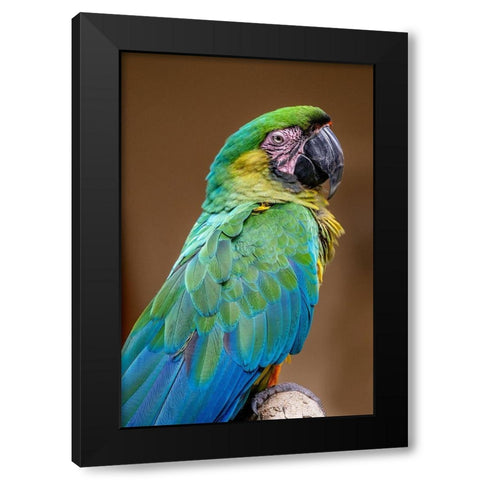 The Dominican green-and-yellow macaw Black Modern Wood Framed Art Print by Engelbrecht, Jim