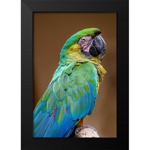 The Dominican green-and-yellow macaw Black Modern Wood Framed Art Print by Engelbrecht, Jim