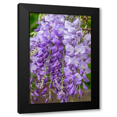 Wisteria Black Modern Wood Framed Art Print by Engelbrecht, Jim