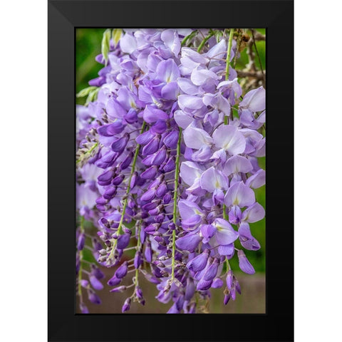 Wisteria Black Modern Wood Framed Art Print by Engelbrecht, Jim