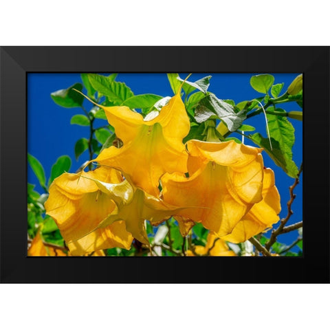 Yellow Angels Trumpet Black Modern Wood Framed Art Print by Engelbrecht, Jim