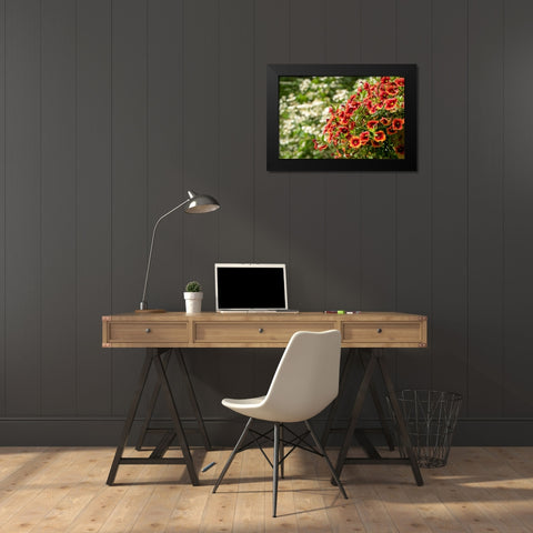 Hanging planters of Calibrachoa-or Million Bells or Trailing Petunia-They are herbaceous plants wit Black Modern Wood Framed Art Print by Horton, Janet