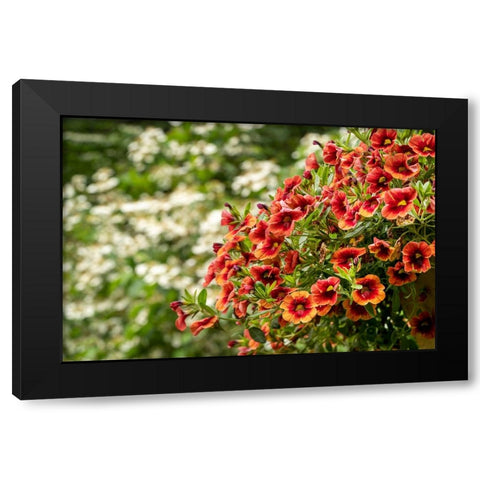 Hanging planters of Calibrachoa-or Million Bells or Trailing Petunia-They are herbaceous plants wit Black Modern Wood Framed Art Print with Double Matting by Horton, Janet
