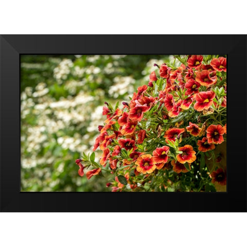 Hanging planters of Calibrachoa-or Million Bells or Trailing Petunia-They are herbaceous plants wit Black Modern Wood Framed Art Print by Horton, Janet