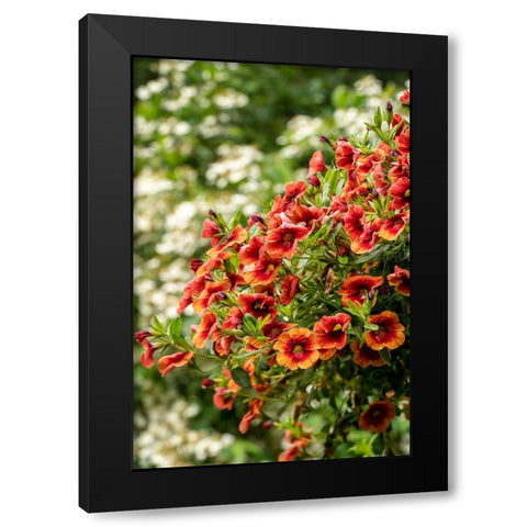 Hanging planters of Calibrachoa-or Million Bells or Trailing Petunia-They are herbaceous plants wit Black Modern Wood Framed Art Print with Double Matting by Horton, Janet