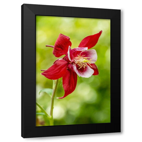 Rocky Mountain Columbine in bloom Black Modern Wood Framed Art Print with Double Matting by Horton, Janet