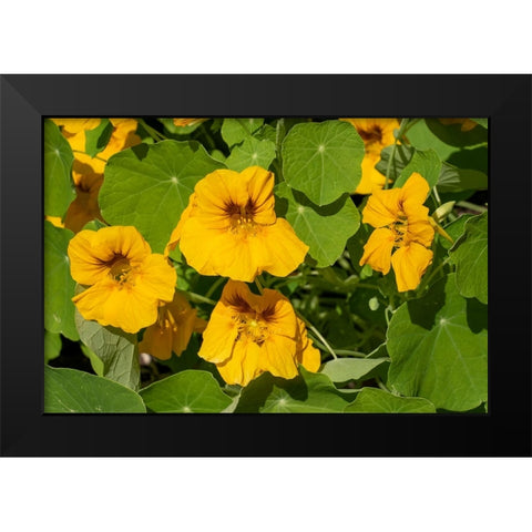 Nasturtiums growing in and around a plant cage Black Modern Wood Framed Art Print by Horton, Janet