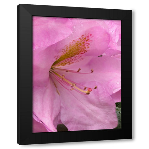Rhododendron flower Black Modern Wood Framed Art Print with Double Matting by Wild, Jamie and Judy