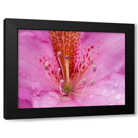Rhododendron flower Black Modern Wood Framed Art Print with Double Matting by Wild, Jamie and Judy