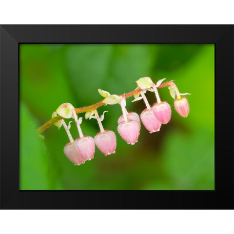 Salal flowers Black Modern Wood Framed Art Print by Wild, Jamie and Judy