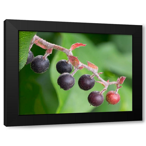 Salal berries Black Modern Wood Framed Art Print with Double Matting by Wild, Jamie and Judy