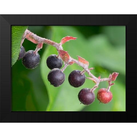 Salal berries Black Modern Wood Framed Art Print by Wild, Jamie and Judy