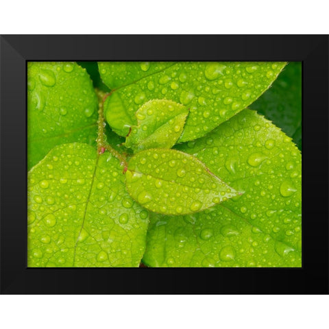 Water drops on Salal leaves Black Modern Wood Framed Art Print by Wild, Jamie and Judy