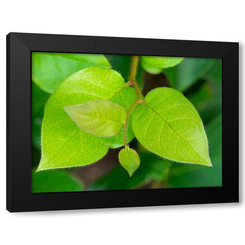 Salal leaves Black Modern Wood Framed Art Print by Wild, Jamie and Judy