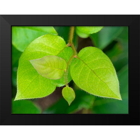 Salal leaves Black Modern Wood Framed Art Print by Wild, Jamie and Judy