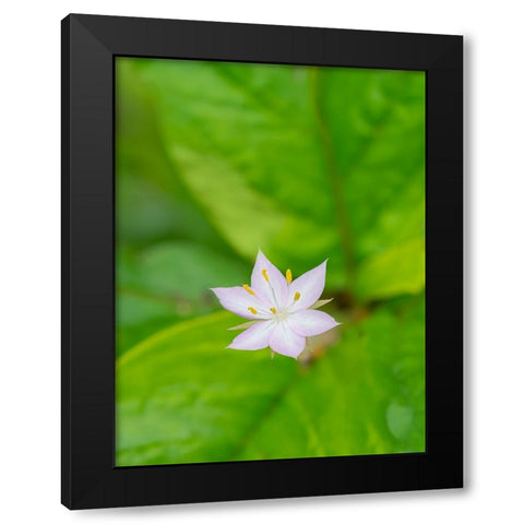 Star flower Black Modern Wood Framed Art Print with Double Matting by Wild, Jamie and Judy
