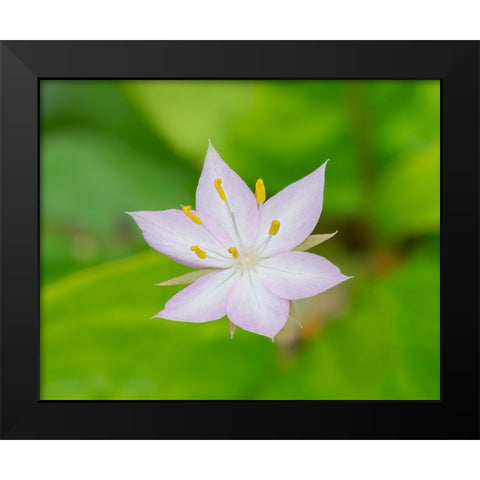 Star flower Black Modern Wood Framed Art Print by Wild, Jamie and Judy
