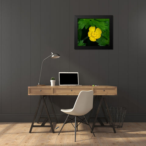 Creeping Buttercup Black Modern Wood Framed Art Print by Wild, Jamie and Judy