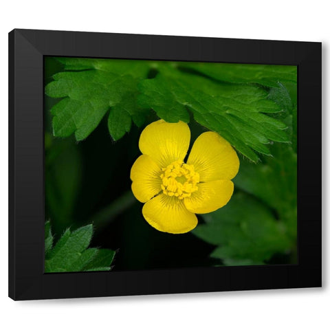 Creeping Buttercup Black Modern Wood Framed Art Print with Double Matting by Wild, Jamie and Judy