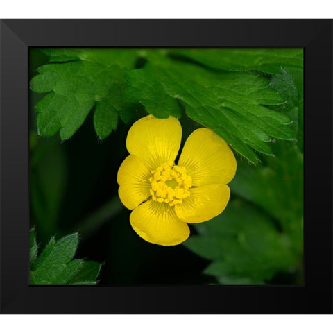 Creeping Buttercup Black Modern Wood Framed Art Print by Wild, Jamie and Judy