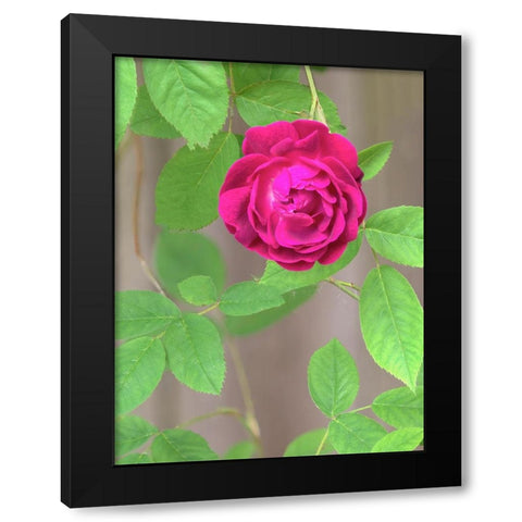 Rose Black Modern Wood Framed Art Print with Double Matting by Wild, Jamie and Judy