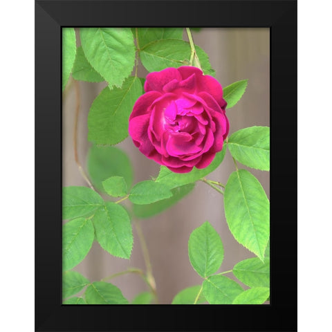 Rose Black Modern Wood Framed Art Print by Wild, Jamie and Judy