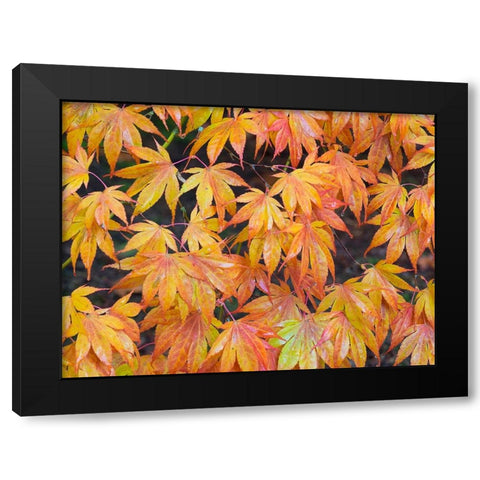 Maple leaves Black Modern Wood Framed Art Print with Double Matting by Wild, Jamie and Judy
