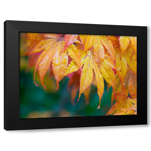 Maple leaves Black Modern Wood Framed Art Print by Wild, Jamie and Judy