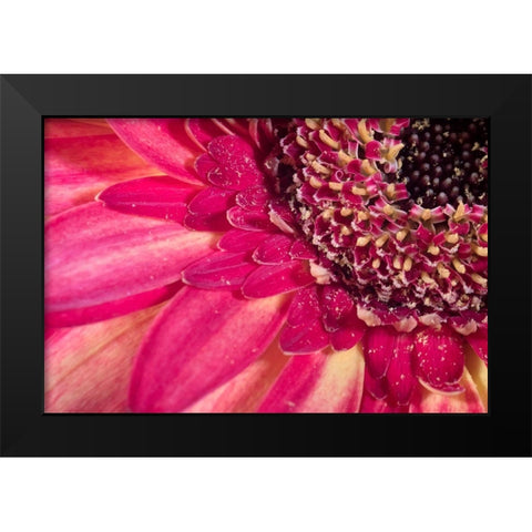 Close-up image of a red Gerber Daisy Black Modern Wood Framed Art Print by Sullivan, Karen Ann