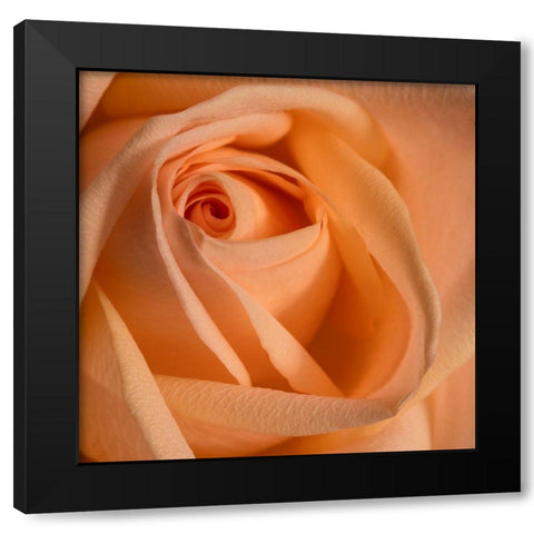 Close-up image of a rose Black Modern Wood Framed Art Print with Double Matting by Sullivan, Karen Ann