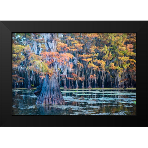 Bald cypress in autumn color Black Modern Wood Framed Art Print by Ditto, Larry