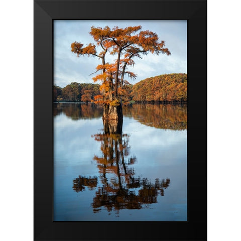 Bald cypress in autumn color Black Modern Wood Framed Art Print by Ditto, Larry