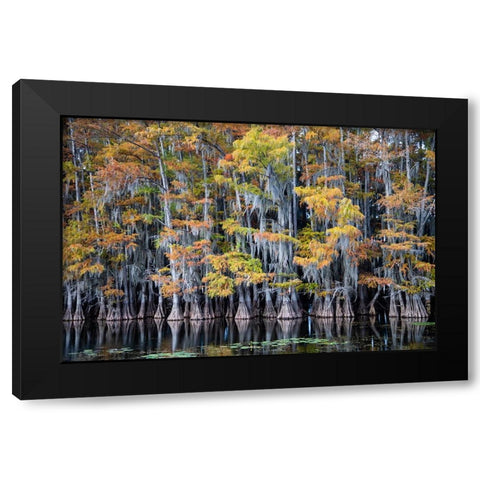Bald cypress trees and water lilies at Caddo Lake- Texas Black Modern Wood Framed Art Print with Double Matting by Ditto, Larry