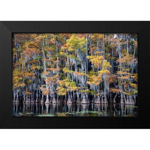 Bald cypress trees and water lilies at Caddo Lake- Texas Black Modern Wood Framed Art Print by Ditto, Larry