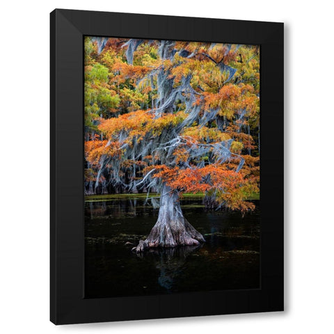 Bald cypress and Spanish moss in autumn color Black Modern Wood Framed Art Print by Ditto, Larry
