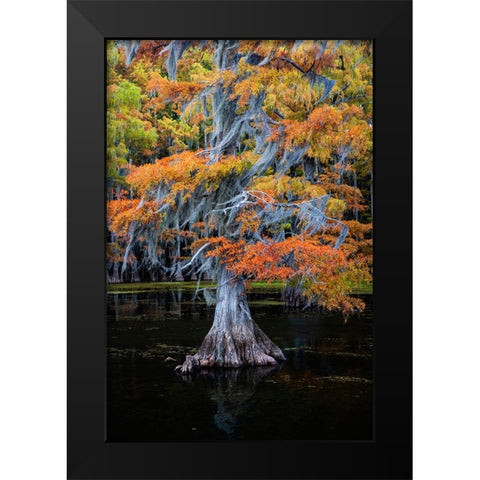 Bald cypress and Spanish moss in autumn color Black Modern Wood Framed Art Print by Ditto, Larry