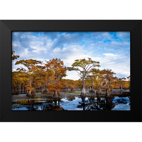 Bald cypress in autumn color at Caddo Lake- Texas. Black Modern Wood Framed Art Print by Ditto, Larry