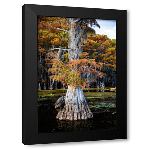 Bald cypress and Spanish moss- Caddo Lake- Texas Black Modern Wood Framed Art Print by Ditto, Larry
